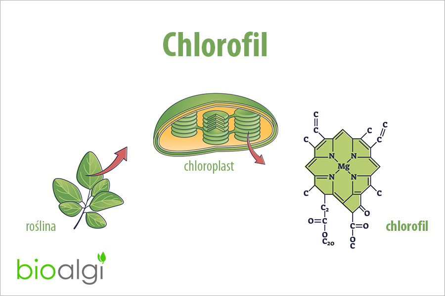 Chlorofil - czym jest i jakie ma właściwości?