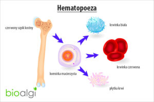 Hematopoeza