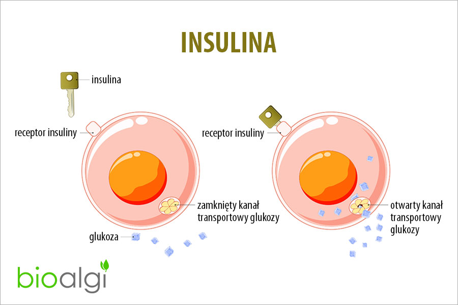 Insulina