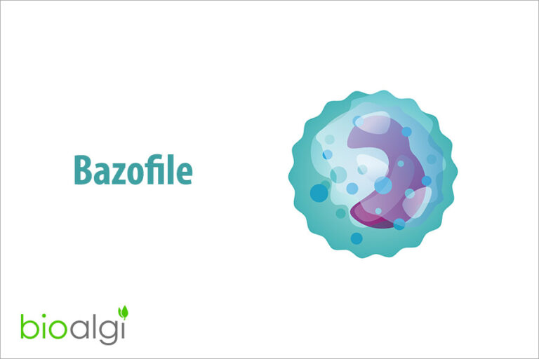 Bazofile