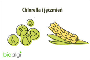 Chlorella i jęczmień