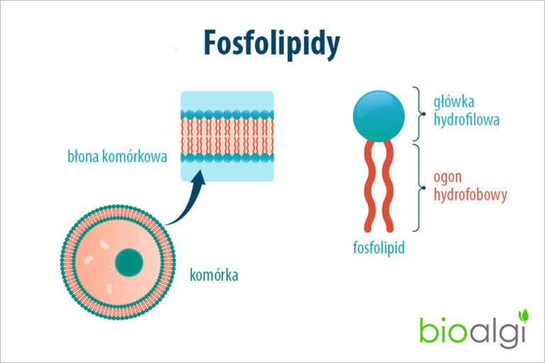 Fosfolipidy