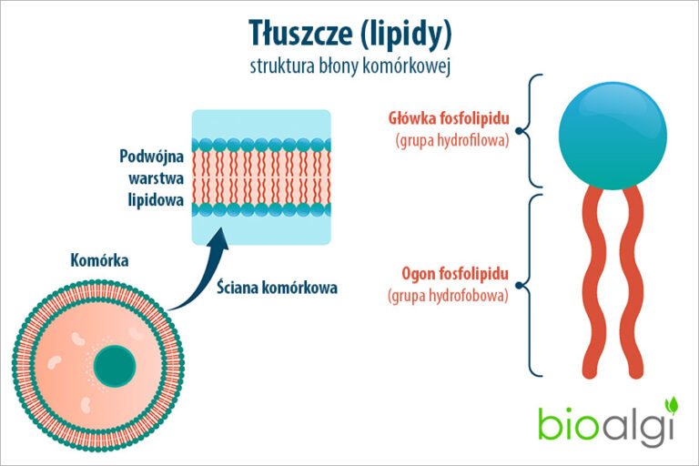 Tłuszcze