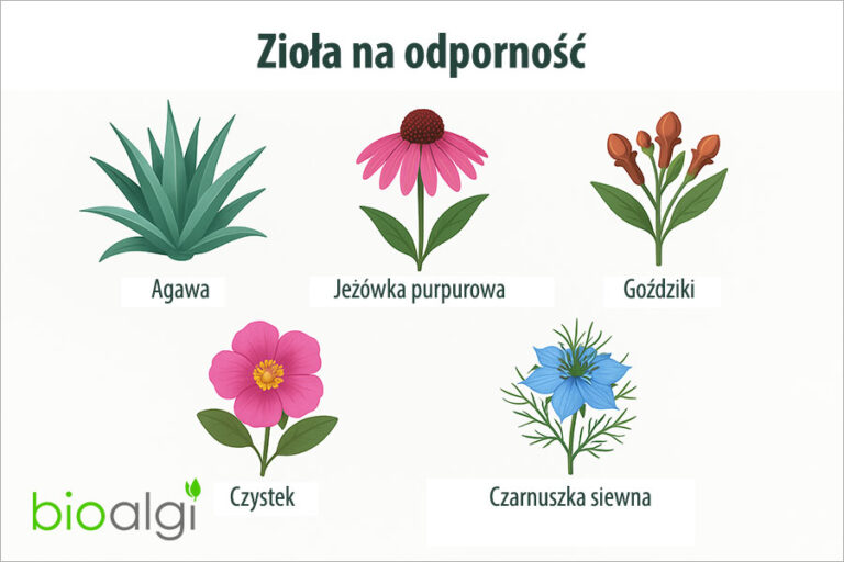 Zioła na odporność