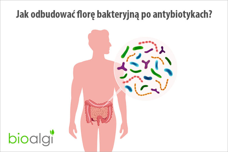 Jak odbudować florę bakteryjną po antybiotykach?