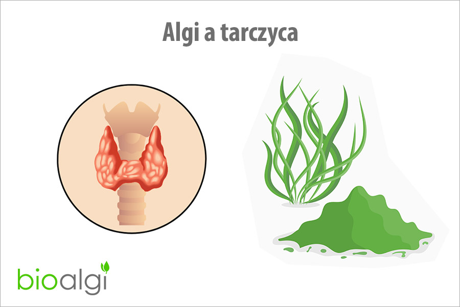 Algi a tarczyca