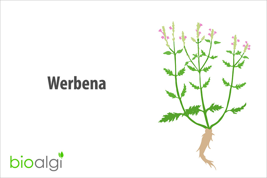 Werbena