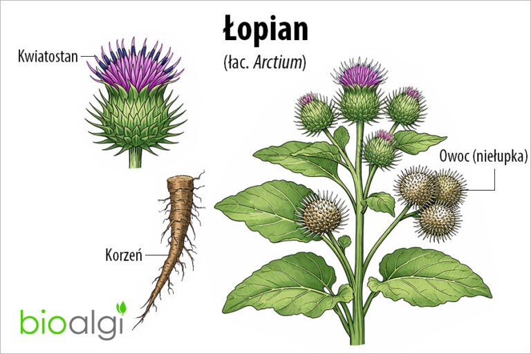 Łopian (łac. Arctium)
