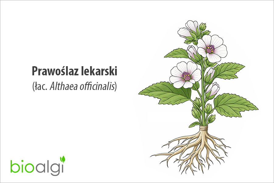 Prawoślaz lekarski