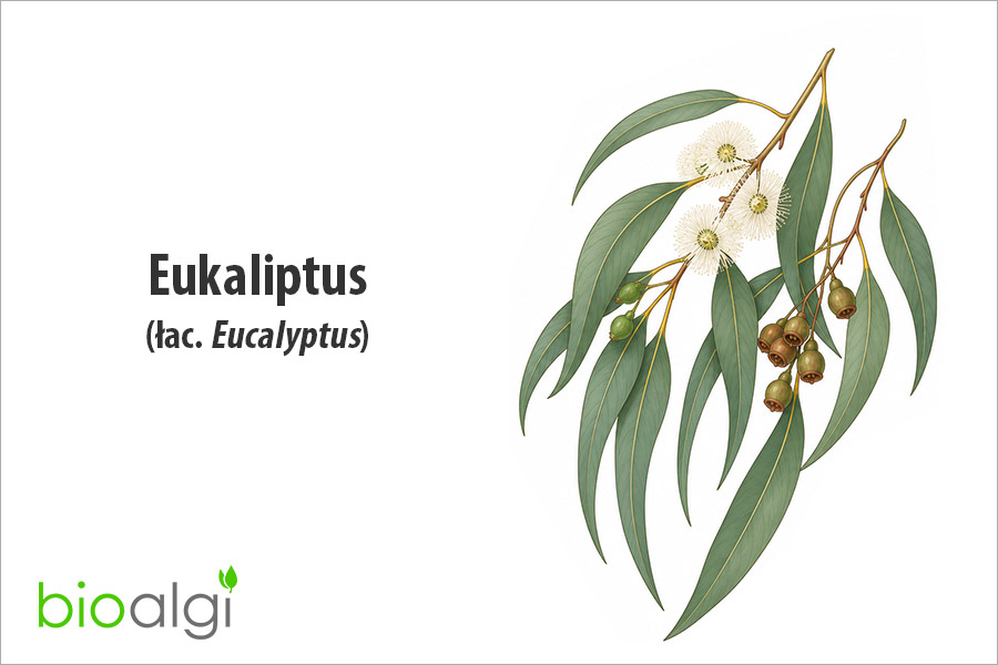Eukaliptus