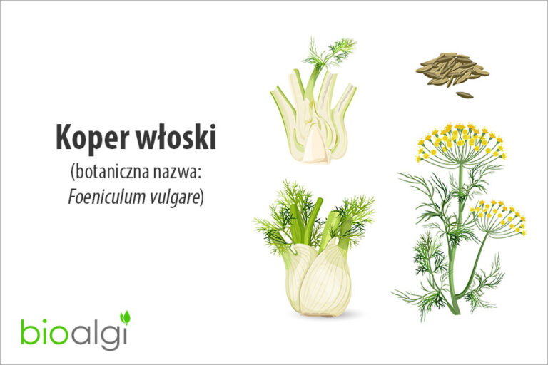 Koper włoski