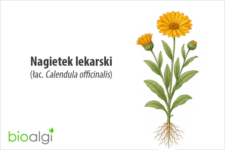 Nagietek lekarski
