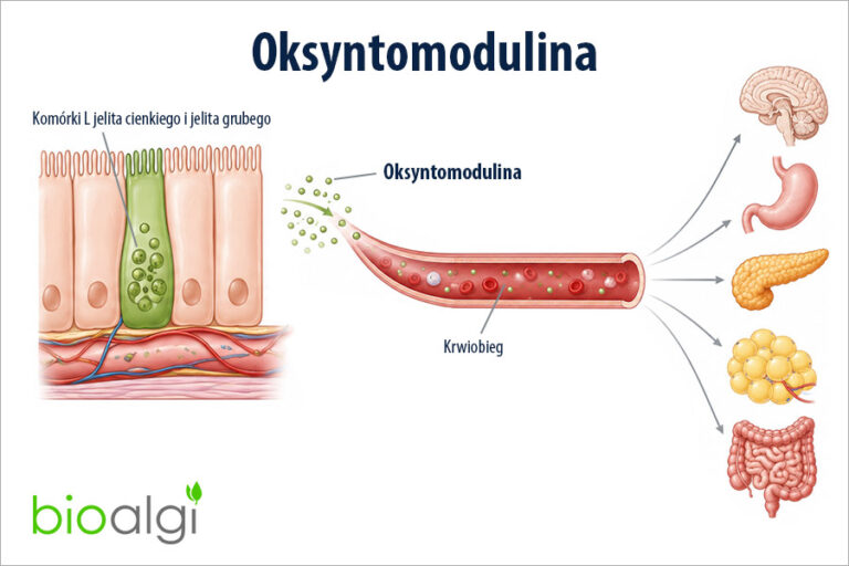 Oksyntomodulina