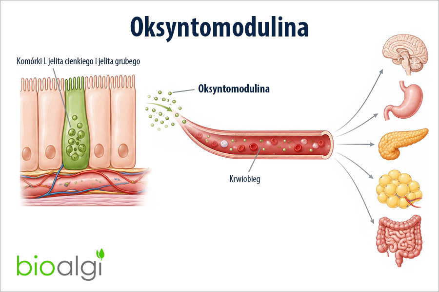 Oksyntomodulina