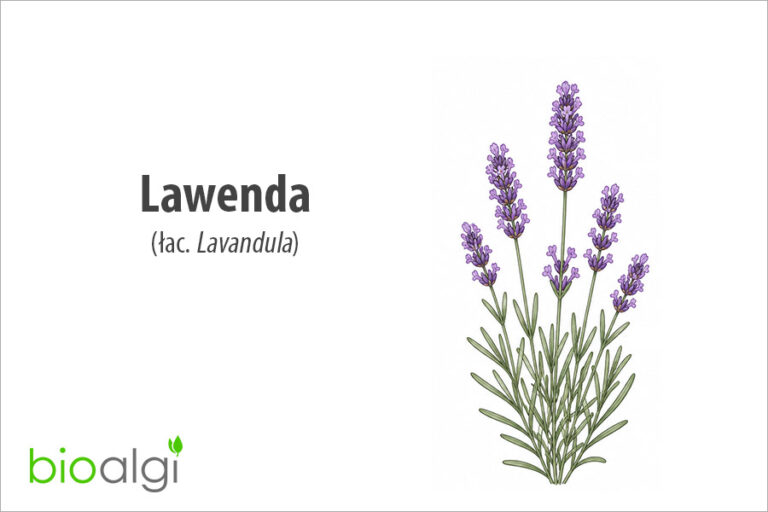 Lawenda