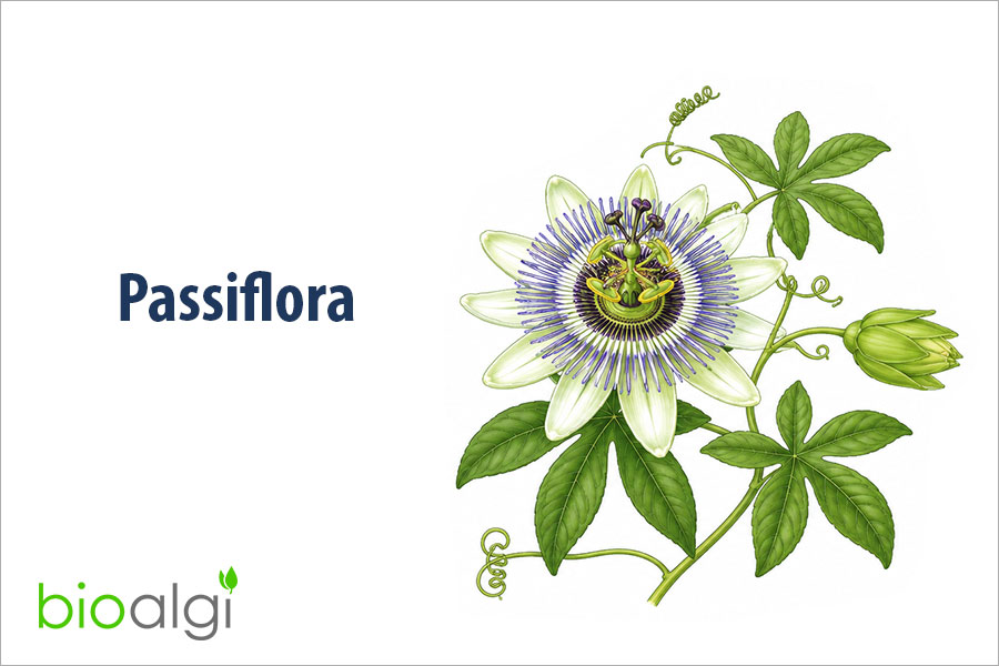 Passiflora