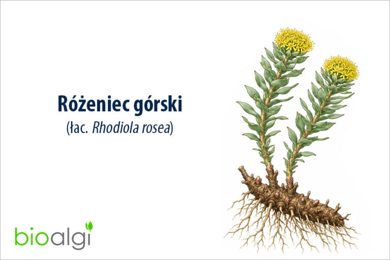 Różeniec górski