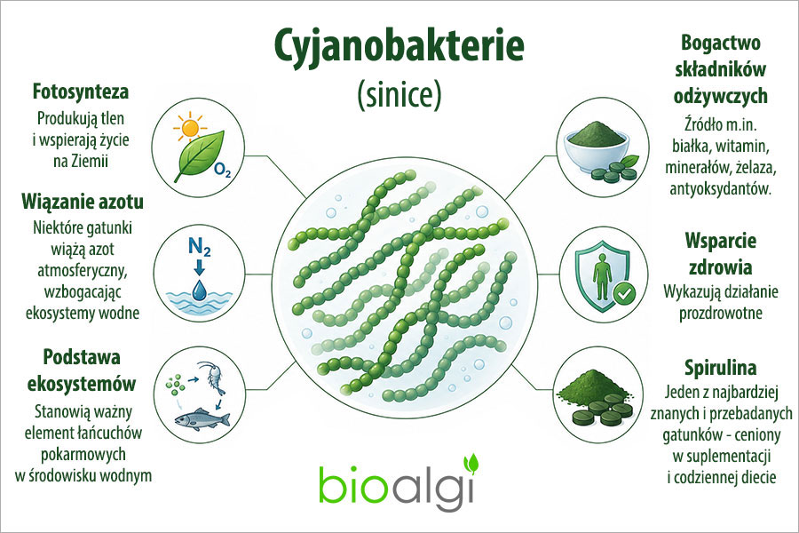 Cyjanobakterie