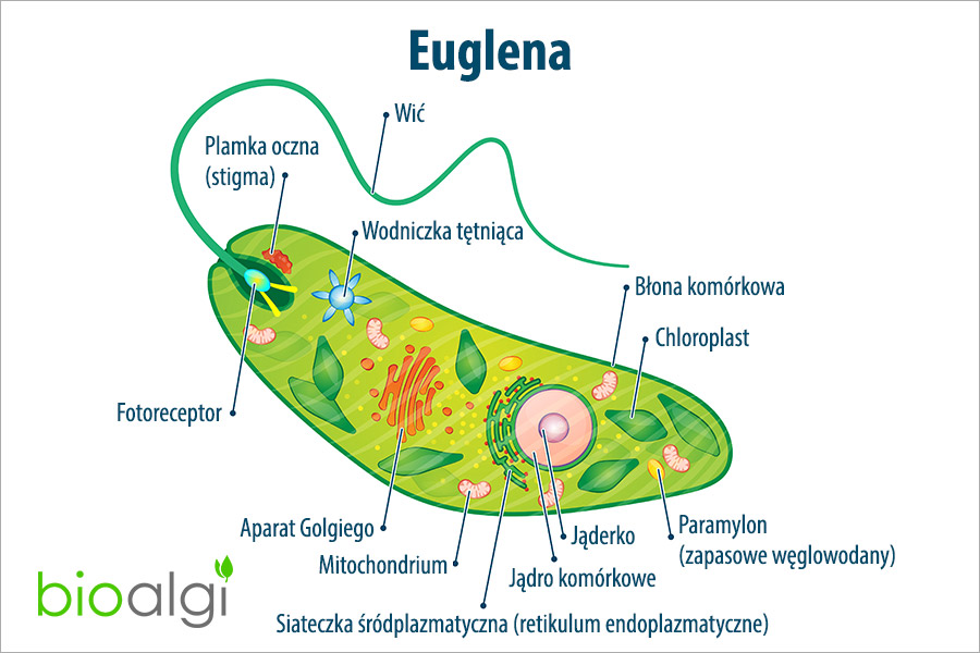 Euglena