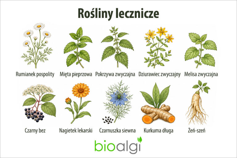 Rośliny lecznicze