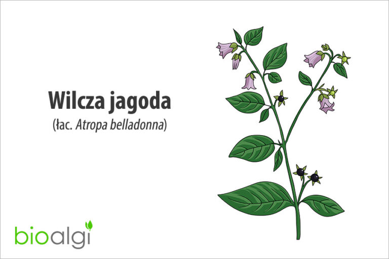 Wilcza jagoda