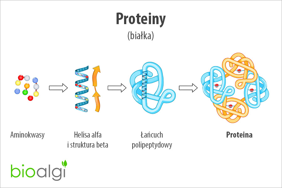 Proteiny